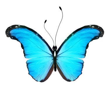 Beyaz arkaplanda izole edilmiş renkli Morpho kelebeği.