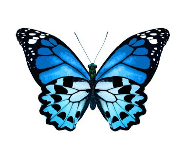 Beyaz arka planda izole edilmiş renkli kral kelebeği.