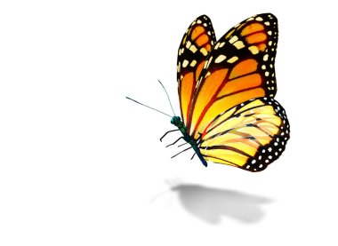 Beyaz arka planda izole edilmiş renkli kral kelebeği.