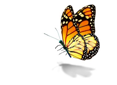 Beyaz arka planda izole edilmiş renkli kral kelebeği.