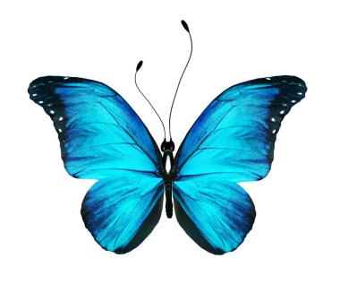 Beyaz arkaplanda izole edilmiş renkli Morpho kelebeği.