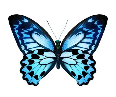 Beyaz arka planda izole edilmiş renkli kral kelebeği.