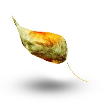 Beyaz arkaplanda suluboya yaprağı