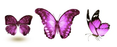 Beyaz arka planda izole edilmiş renkli kelebekler.