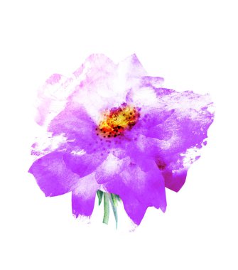 Suluboya çiçeği, beyaz arkaplanda izole