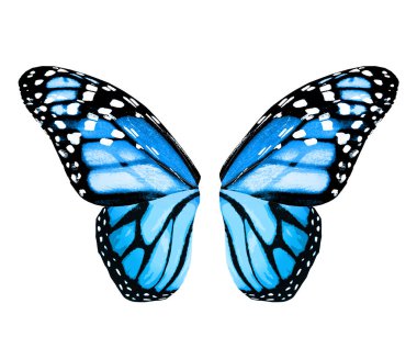 Beyaz arka planda izole edilmiş renkli kelebek kanatları.