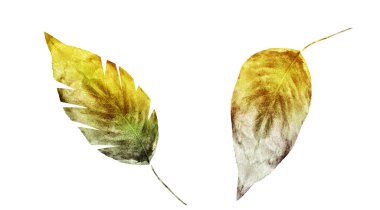 Beyaz arka planda suluboya yapraklar. Ayarla