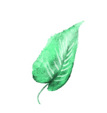 Beyaz arkaplanda suluboya yaprağı
