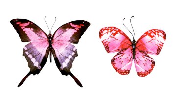 Beyaz arka planda izole edilmiş iki suluboya kelebek. Parlak koleksiyon.