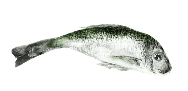白を基調とした水彩魚 — ストック写真