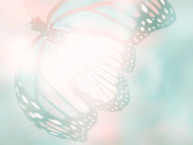 Doğal arkaplan ve doğal kelebek