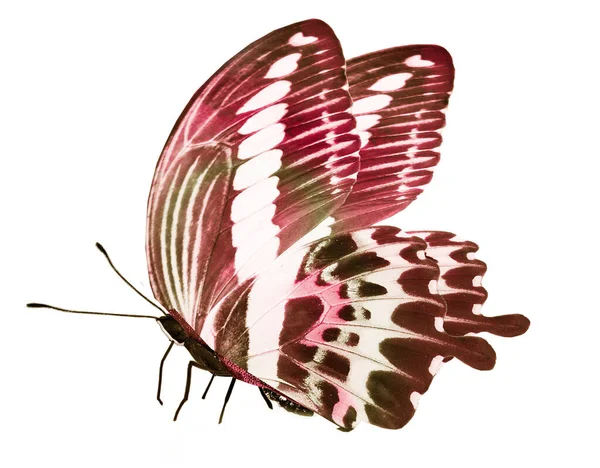 彩色蝴蝶 孤立在白色的蝴蝶上 — 图库照片