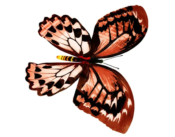 Mariposa Color Aislada Blanco —  Fotos de Stock