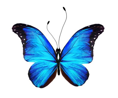 Beyaz arkaplanda izole edilmiş renkli Morpho kelebeği.