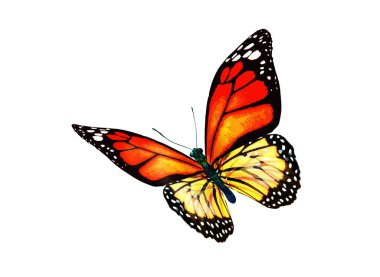 Beyaz arka planda izole edilmiş renkli kral kelebeği.