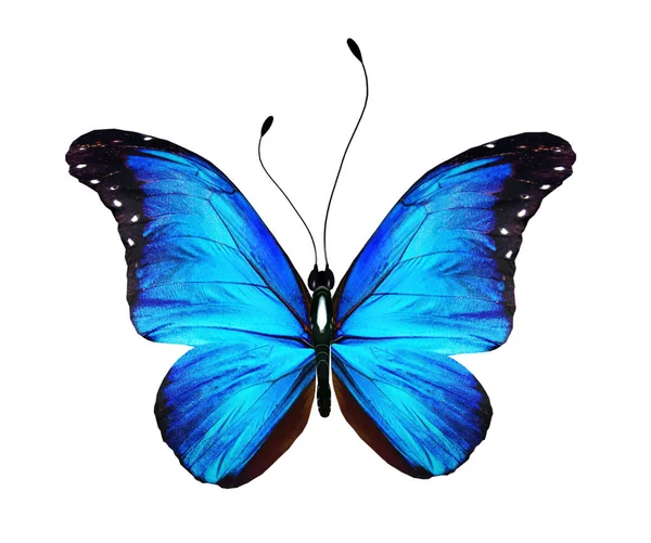 Couleur Papillon Morpho Isolé Sur Fond Blanc — Photo