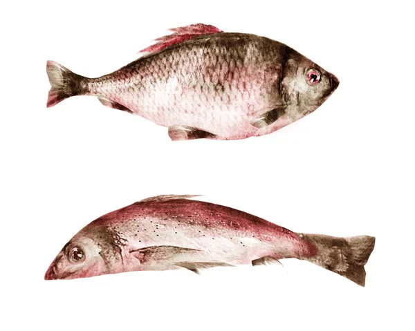 白を基調とした水彩魚 — ストック写真