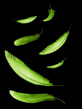 Siyah arkaplanda izole edilmiş güzel renk tüyleri