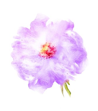 Suluboya çiçeği, beyaz arkaplanda izole