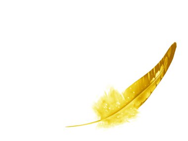 Beyaz arkaplanda izole edilmiş güzel renk tüyü