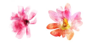 Suluboya çiçekleri, beyaz arkaplanda izole