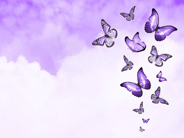 Цветное Небо Облаками Бабочками Качестве Фона — стоковое фото