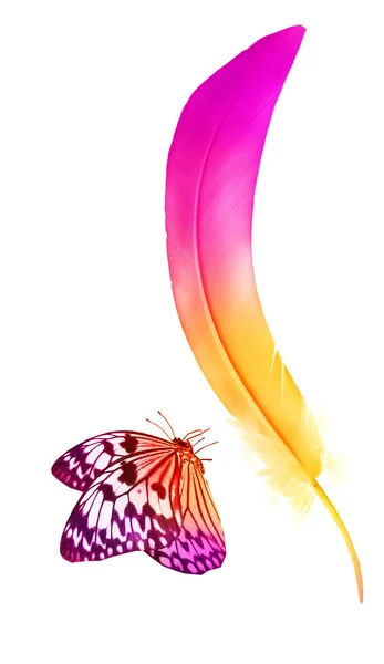 白い背景に隔離された美しい色の羽と蝶 — ストック写真