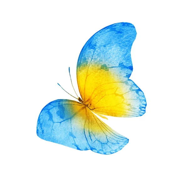 Watercolor Butterfly Isolated White Background — Stock Photo, Image