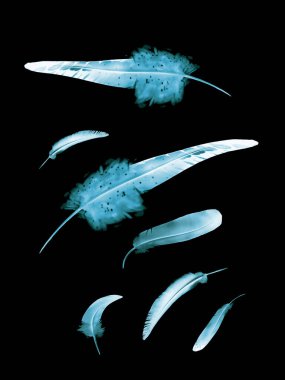 Siyah arkaplanda izole edilmiş güzel renk tüyleri