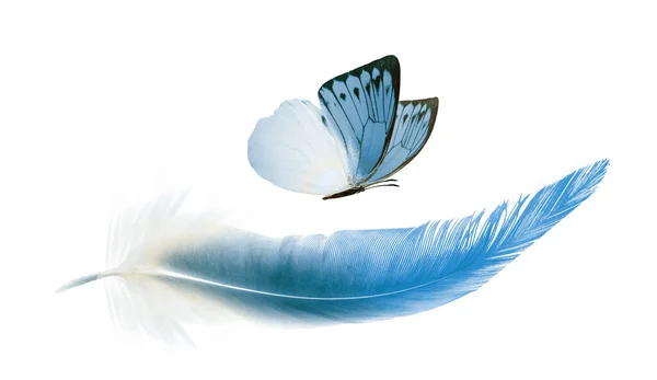 Όμορφο Χρώμα Φτερό Και Πεταλούδα Που Απομονώνονται Λευκό Φόντο — Φωτογραφία Αρχείου