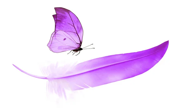 Beautiful Color Feather Butterfly Isolated White Background — Stock Photo, Image