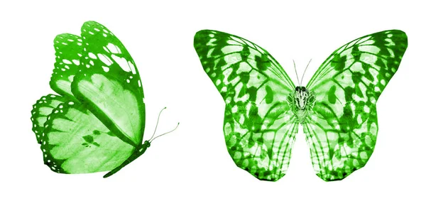 Dwa Akwarelowe Motyle Odizolowane Białym Tle Jasna Kolekcja — Zdjęcie stockowe