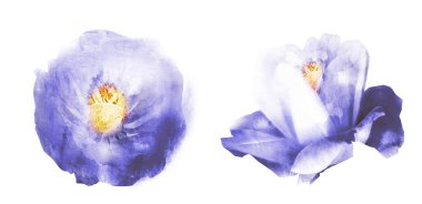 Suluboya çiçekleri, beyaz arkaplanda izole