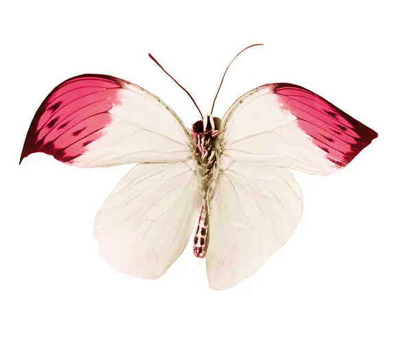 Papillon Couleur Isolé Sur Blanc — Photo