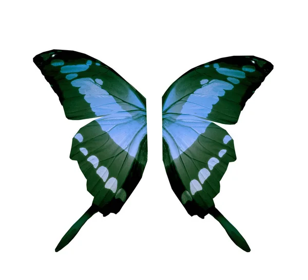 Kleur Vlinder Vleugels Geïsoleerd Witte Achtergrond — Stockfoto