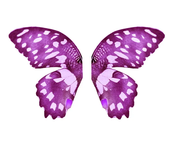 배경에 고립되어 나비의 — 스톡 사진