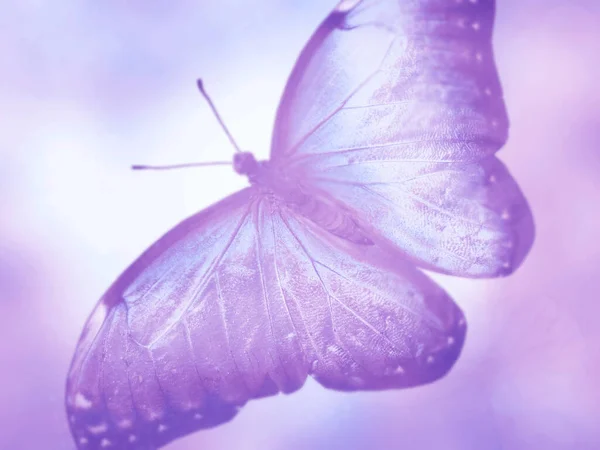 Natürlicher Hintergrund Mit Natürlichem Schmetterling — Stockfoto