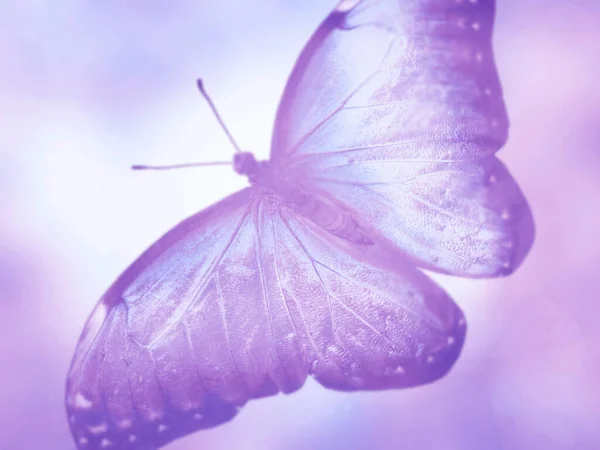 Natural Background Natural Butterfly — Stock Photo, Image