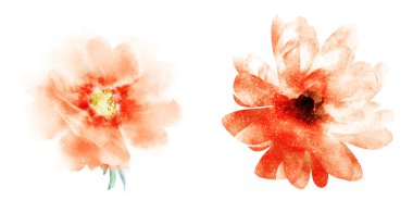 Suluboya çiçekleri, beyaz arkaplanda izole