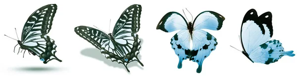Kolor Naturalne Akwarela Motyle Izolowane Białym Tle — Zdjęcie stockowe