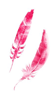 Suluboya tüyleri, beyaz arkaplanda izole