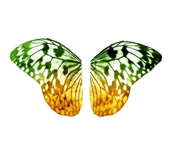 Watercolor Butterfly Wings Isolated White Background — Stock Photo, Image