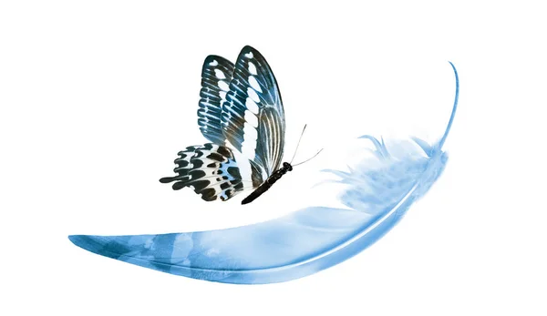 Beautiful Color Feather Butterfly Isolated White Background — Stock Photo, Image