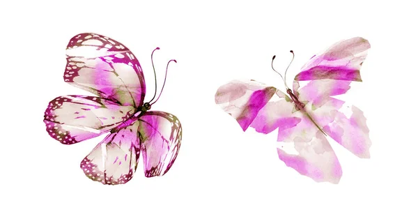 Két Akvarell Pillangó Fehér Alapon Elszigetelve Fényes Gyűjtemény — Stock Fotó