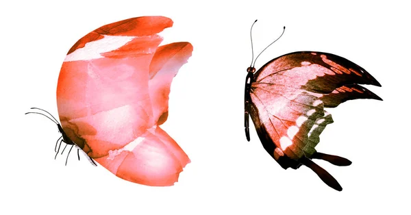 Deux Papillons Aquarelles Isolés Sur Fond Blanc Collection Lumineuse — Photo