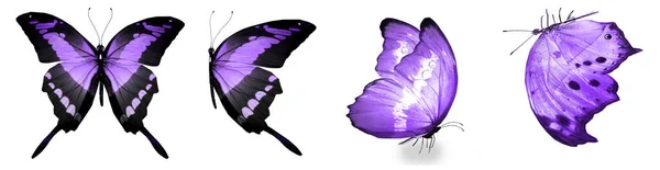 Color Natural Watercolor Butterflies Isolated White Background — Stock Photo, Image