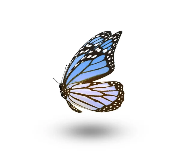 Kolor Motyl Izolowane Białym Tle — Zdjęcie stockowe