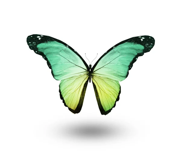 Color Butterfly Isolated White Background — Stock Photo, Image