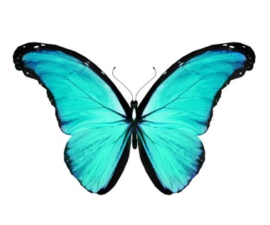 Beyaz arkaplanda izole edilmiş renkli Morpho kelebeği.