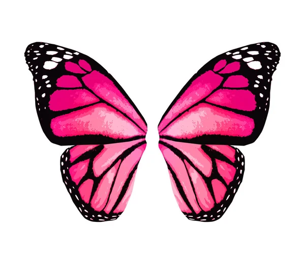 白い背景に隔離された色の君主蝶の翼 — ストック写真